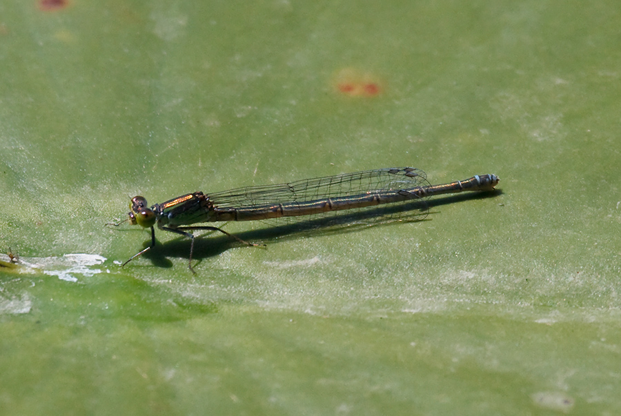 Erythromma viridulum femmina